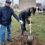 Международная акция «Сад памяти» 4 Международная акция «Сад памяти» 4